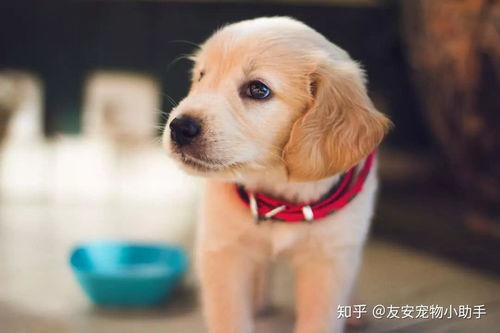 小狗患病主人無奈求助，互聯網數據服務點亮希望之光